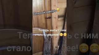 да откройте ему уже дверть#shotrs