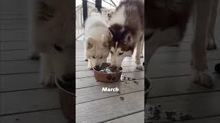 Watch my Samoyed puppy grow up from 8wks to a year ‍️ #samoyedpuppy