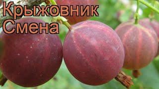 Крыжовник обыкновенная Смена (ribes grossularia)  Смена обзор: как сажать, саженцы крыжовника Смена