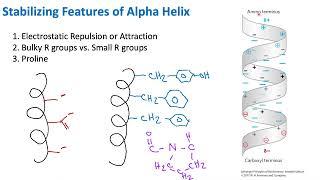 Stabilizing Features of Alpha Helix Peptide | Biochemistry