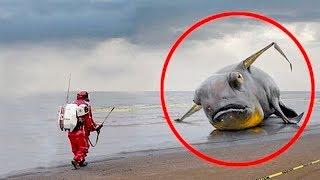 Самые странные обнаруженные людьми создания