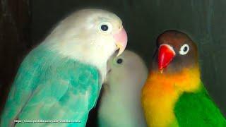 Lovebird Chirping Sounds (3 Hours) - April-17-2020