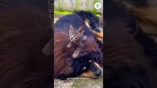 Funny Dogs And Cats Videos  - Best Funny Animal Videos 2023 #19