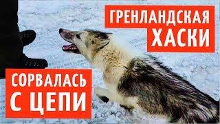 Осторожно! Гренландская хаски сорвалась с цепи