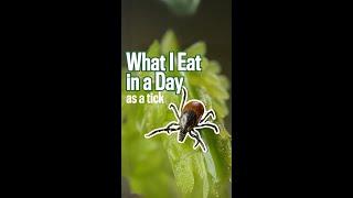 What I Eat in a Day as a Tick