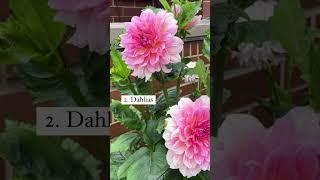 3 Easy Flowers to Grow for Beginners!