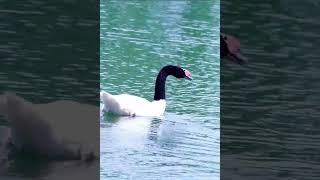 Cygnus melancoryphus (black-necked Swan)