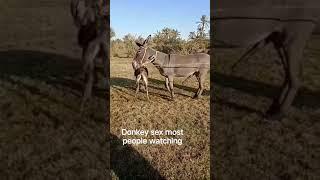 donkey matings video 1