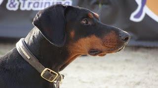 Bruno - Doberman - 4 Weeks Residential Dog Training