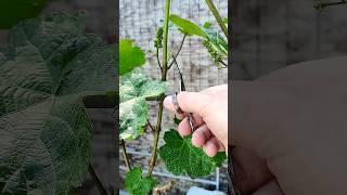 Одновременно 3 важные процедуры! #весной #виноград #garden #сад #gardening #дача #обработка #nature