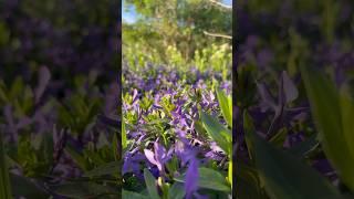 Цветущий барвинок в диком поле #барвинок #nature #flowers