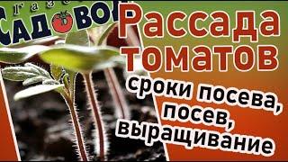 Рассада томатов: сроки посева, посев, выращивание