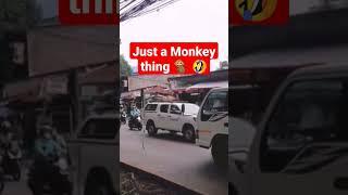 Just a Monkey enjoying life #shorts