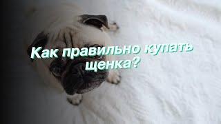 Как правильно купать щенка?