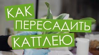 Как пересадить новую каттлею. Blc. Chian-Tzy General 'CT-Samuel' от Miki Orchid. Вып. 5