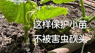 【防虫Tip】分享一个让菜苗免遭灭顶之灾的简单方法