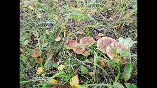 Рядовка жёлто-бурая (Tricholoma fulvum) и подберезовики. (v2).