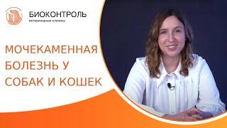  Мочекаменная болезнь у питомцев: лечение и профилактика. Мочекаменная болезнь у собак и кошек. 18+