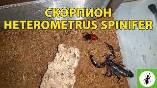 Скорпион - Heterometrus spinifer