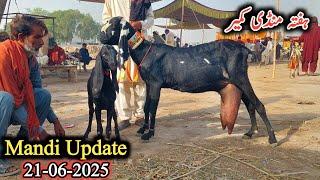 Bakra Mandi Kameer Today Latest Update-Milking Goats With Kids-Breeders-Qurbani 2026 K Bakre