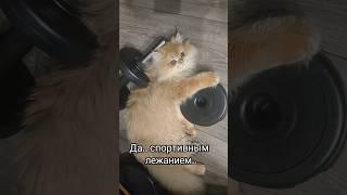 Персик спортсмен #Персик #кот #котенок #блины #спорт #Persik #peach #cat #kitten #sport