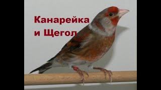 Щегол и Канарейка. Про разведение гибридов.