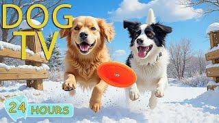 DOG TV for Dogs to Watch: Video Entertainment & Best Relax Music for Dogs Home Alone - Music for Dog