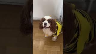 You Won’t Bee-lieve How Adorable My Dog Looks in This Costume