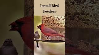 Want More Butterflies and Birds?