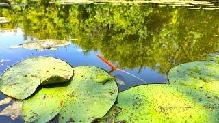 LARGE CRUCIAN CARP ON THE FLOAT!!! FISHING IN SUMMER ON THE SMALL RIVER