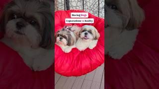 reel vs real  #pets #dogshorts #funnyshorts #funnydogs #dogs #transition #expectationvsreality