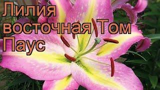 Лилия восточная Том Паус (lilium)  лилия Том Паус обзор: как сажать луковицы лилии Том Паус