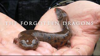 The Forgotten Dragons: Saving The Neuse River Waterdog