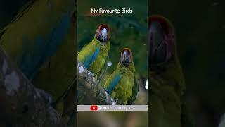 My favourite Birds Video | Wild Life Video | Dream journey VFX