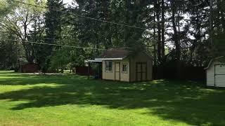 "Helicopters" falling from the maple trees