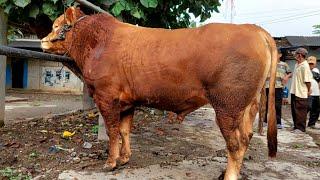 33 JUTA‼️ LIMOUSIN SUPER HARGA MURAH PASAR SAPI JETIS PONOROGO