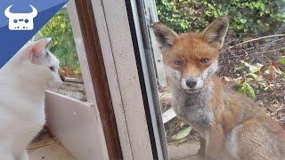 Me and my cats meet a wild fox. Real life Disney moment!