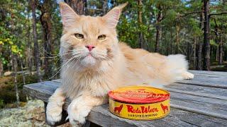 Cat Tries Surströmming - The Smelliest Food In the World!