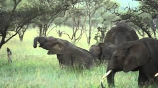 Elephants playing in Serengeti National Park