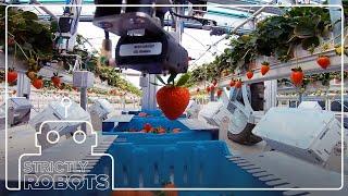 Meet the Robotic Strawberry Harvesters Picking Fresh Produce