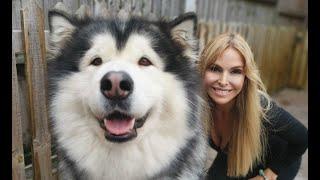 GIANT ALASKAN MALAMUTE DOGS - GROOMING AND CARE