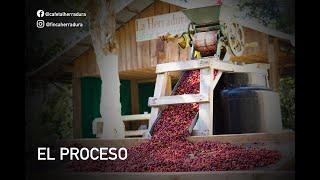 CAFE LAVADO | El proceso de cafe | Finca "La Herradura"