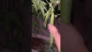 It turns out that this loofah can grow so big#hahaha#Balcony planting #garden  #shorts