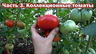 Коллекционные томаты. Обзор 3