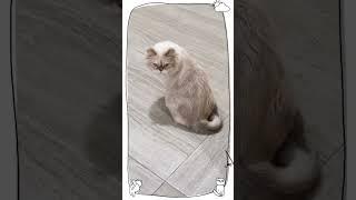 i miss my neighbor  #cat #mydubai #dubai #youtube #shortvideo #pets