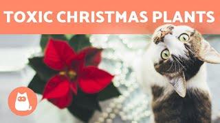 4 TOXIC Christmas PLANTS for Cats and Dogs 