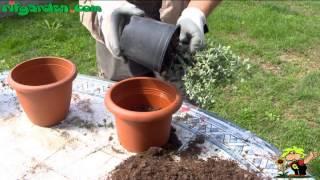 Oregano and marjoram