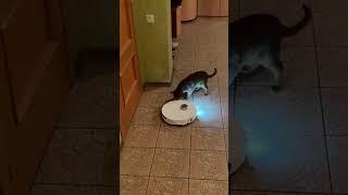 Will they ever be friends?#cats #catshorts