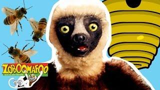 Zoboomafoo 140 - Bzzz | HD | Full Episode