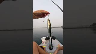Fishing with Live Sardines for Big Fish! #fishingvideo #livebait_fishing #livebaitfishing